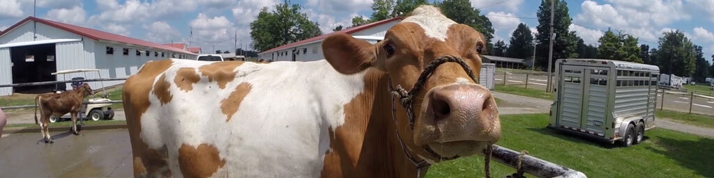 Big Butler Fair Entries